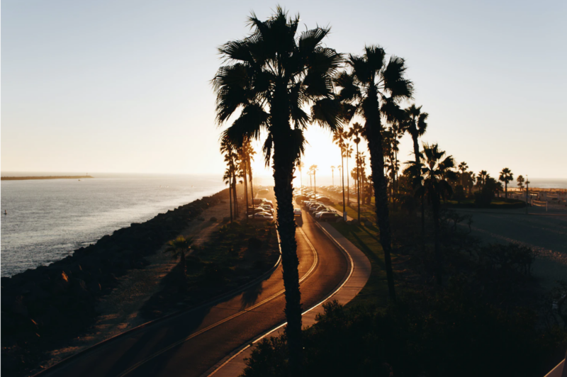 Palm trees on road