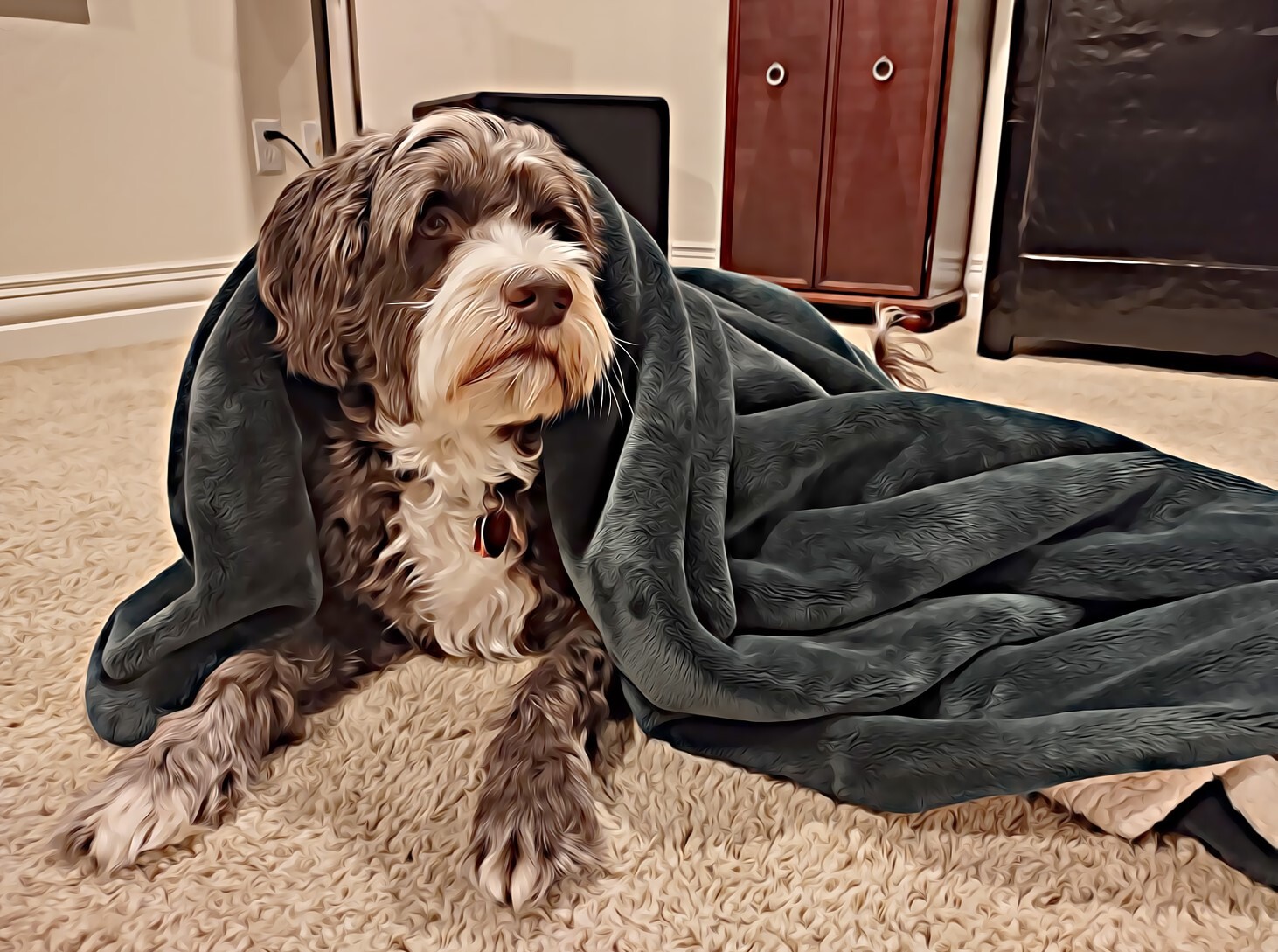 Dog under blanket